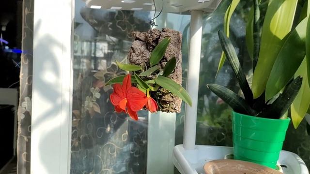 Sophronitis Coccinea X Sophronitis Pygmaea. Описание и уход.