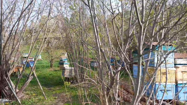 Работы на пасеке в мае. Тепла так и нет. смотреть онлайн
