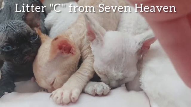 Small Devon Rex смотреть онлайн