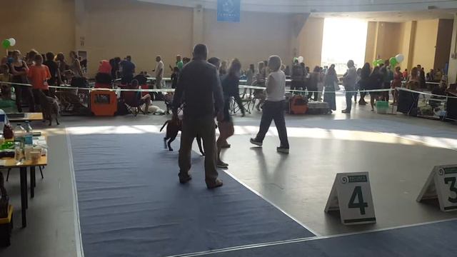 CACIB "СІРІУС" 31.07.2016 Kharkov смотреть онлайн