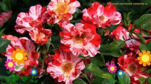 Роза плетистая Крейзи Фо Ю. Краткий обзор, описание характеристик rosa Crazy For You