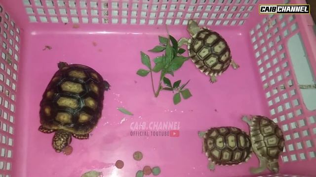 SULCATA DAN REDFOOT 1 KANDANG ? PASTI TIDAK BISA смотреть онлайн