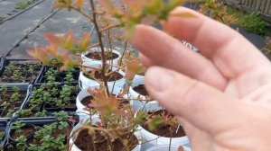 Ремонтантная клубника в горшках.