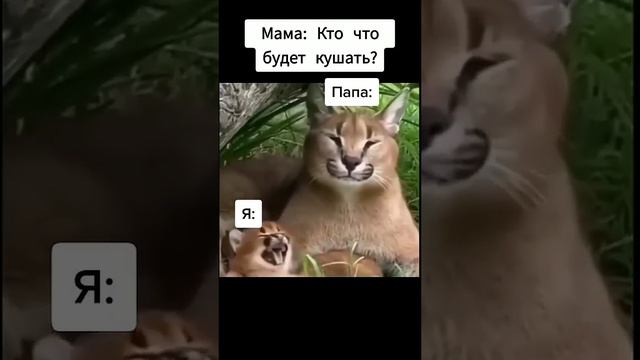 шлёпа и пельмени смотреть онлайн