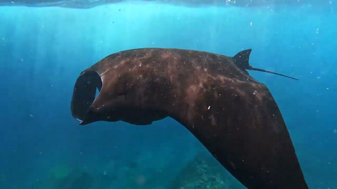 Бали Снорклинг Лембонган: Манты, Рыбки