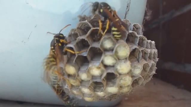 Бумага. Изобретение, изменившее мир. История изобретения бумаги смотреть онлайн