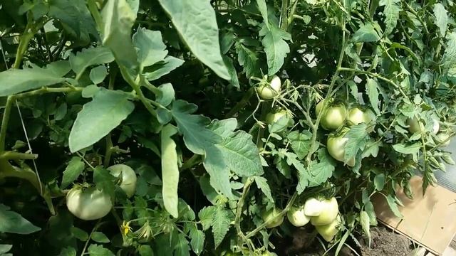 КАК ВЫРАСТИТЬ БОЛЬШОЙ УРОЖАЙ ТОМАТОВ? смотреть онлайн