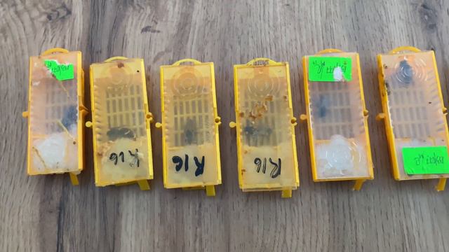 Вывод маток для своей пасеки смотреть онлайн