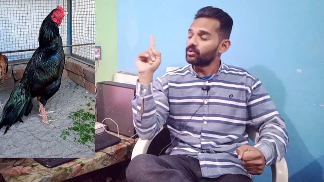 Top 4 Dengrous Aseel Murgy | Pakistan k 4 aseel murgy | Aseel Rooster | Sindhi Murga | Ihsan Gujjar смотреть онлайн