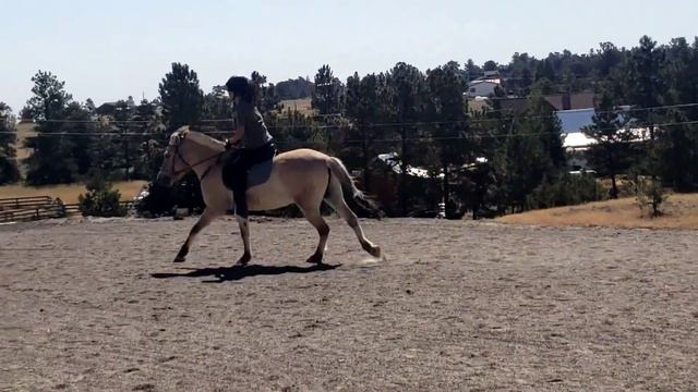 Norwegian Fjord Horse canter смотреть онлайн