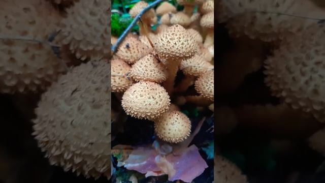 #опята Красота та какая а,а,а, смотреть онлайн
