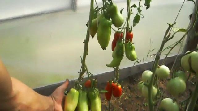 Сорт Американский длинный. http://фечшоп.рф смотреть онлайн