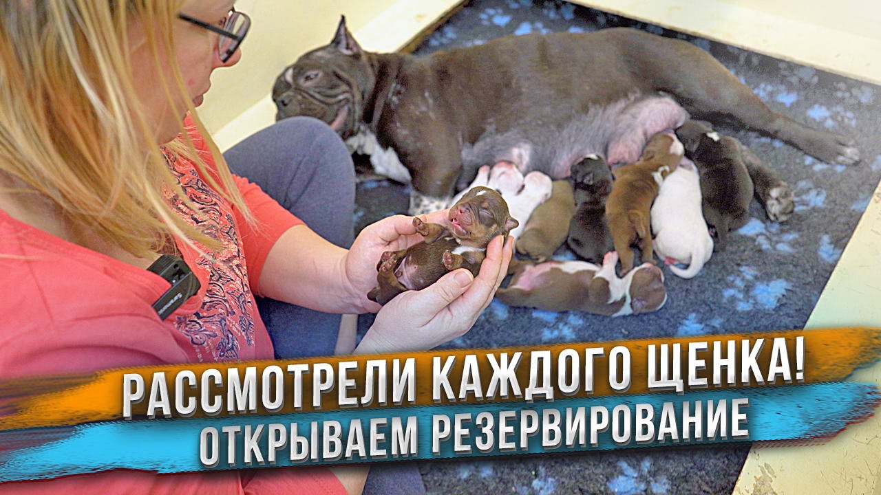 Мы их рассмотрели! Кого оставим себе? Щенкам 4 дня. смотреть онлайн
