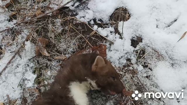 охота на куницу,зайца петлями и капканами . 20.12.2021. Выставляю новый путик. смотреть онлайн
