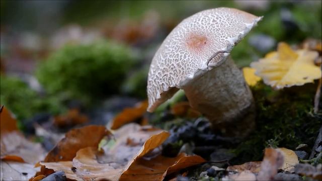 Огненная саламандра и интересные факты о ней смотреть онлайн