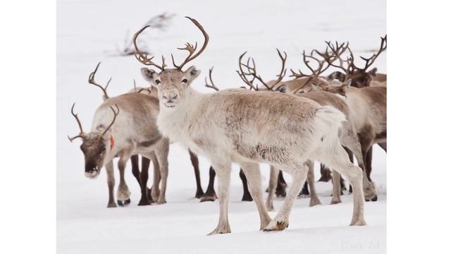 THE DIFFERENCE BETWEEN THE ARCTIC AND THE ANTARCTIC || SCIENCE VIDEO FOR KIDS смотреть онлайн