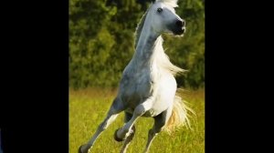 А Розенбаум   Заболело сердце у меня