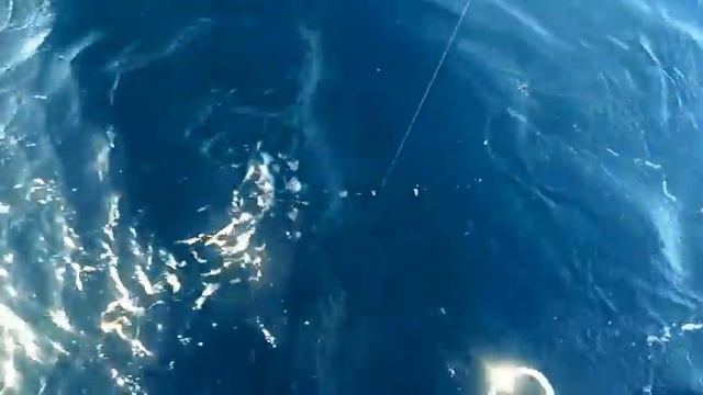 Ians 1st ever Bluefin Tuna at Port Fairy with Pro Red Fishing Charters смотреть онлайн