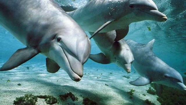 Relax Music _ Nature And Dolphins _ Natura E Delfini