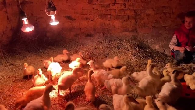 Вечернее кормление птиц смотреть онлайн