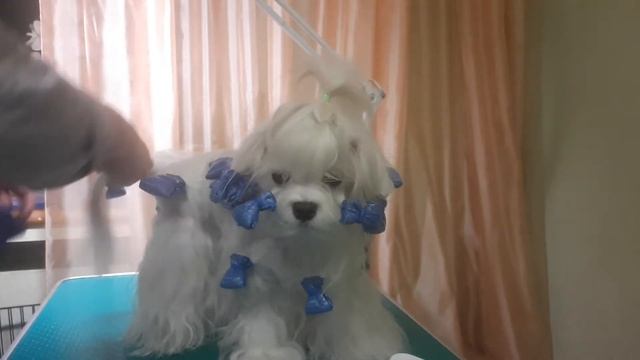 Крутим папильотки мальтезе смотреть онлайн