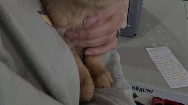 Rescuers Find Two Kittens Abandoned Outside смотреть онлайн