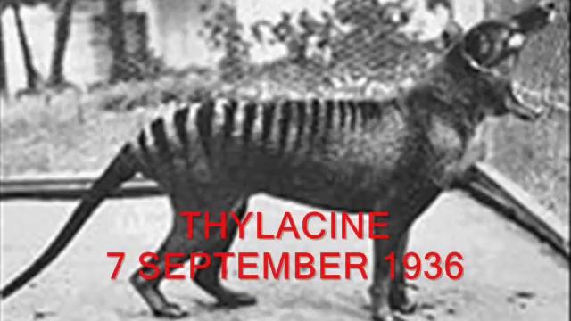Extinct Animals 20th Century! смотреть онлайн