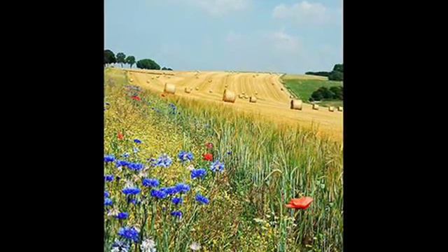 Фильм_0005 васильки.wmv смотреть онлайн