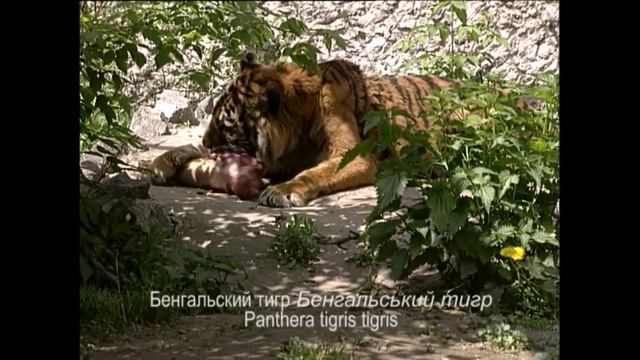 Тигр бенгальский – Panthera tigris tigris - Бенгальський тигр - Bengal tiger смотреть онлайн
