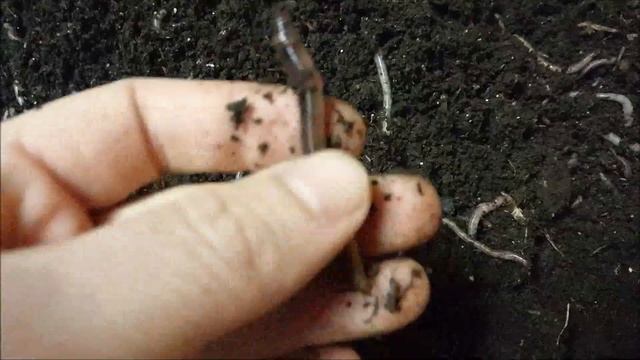 Пара слов о температуре. смотреть онлайн