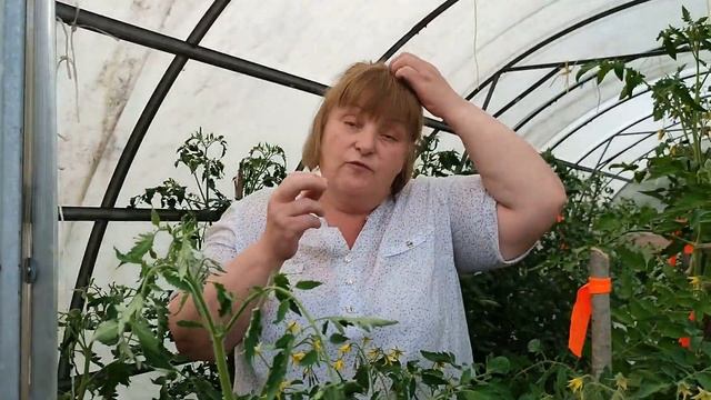 Обзор ЧЕРРИ томатов в теплице в конце июня смотреть онлайн