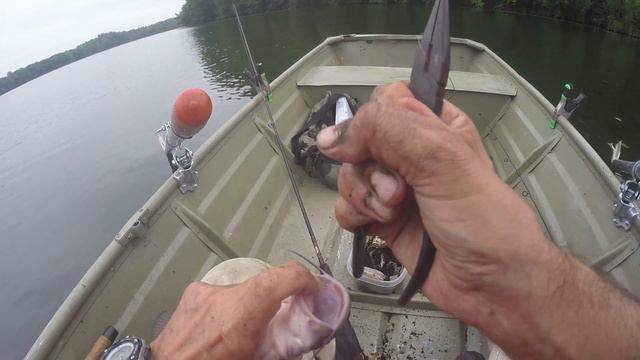 The CATFISH of CROTON WATERSHED - Fishing the NYC Water Supply - BLACK YELLOW BROWN WHITE CAT FISH смотреть онлайн