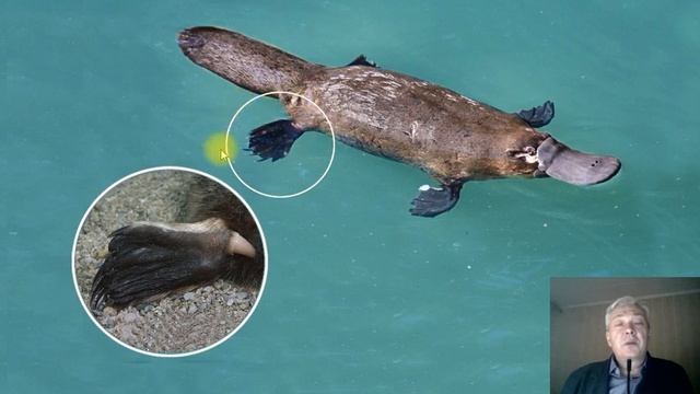 Выпуск 9. Утконос. Рубрика "Удивительные животные планеты Земля" смотреть онлайн