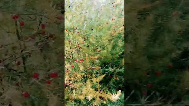 Спаржа выращивание