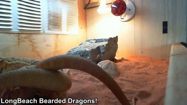 Bearded Dragon Mating!!! (LongBeach Bearded Dragons)