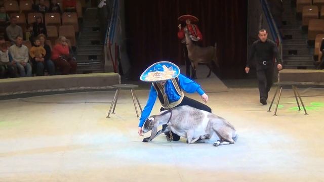 Копия видео "Цирковой номер - нубийские козлики. Ижевск. Performing nubian goats" смотреть онлайн