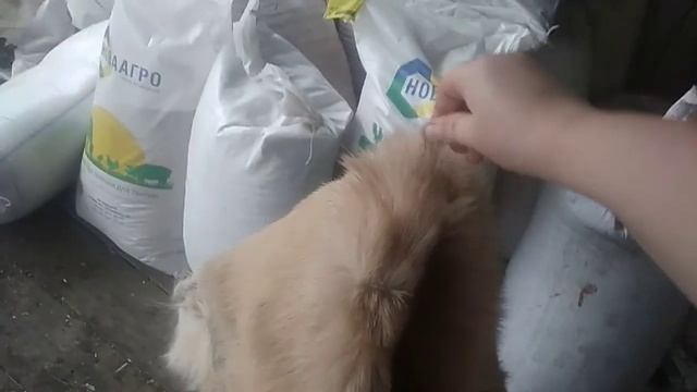 Проект "4 шкуры", или Вычинка козьих шкур часть 5: итоги. смотреть онлайн