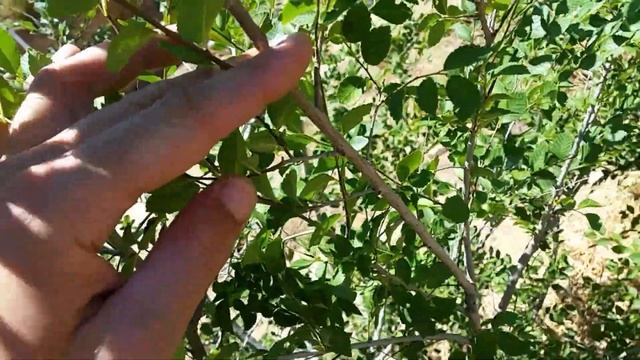 How To Clone A Tree смотреть онлайн