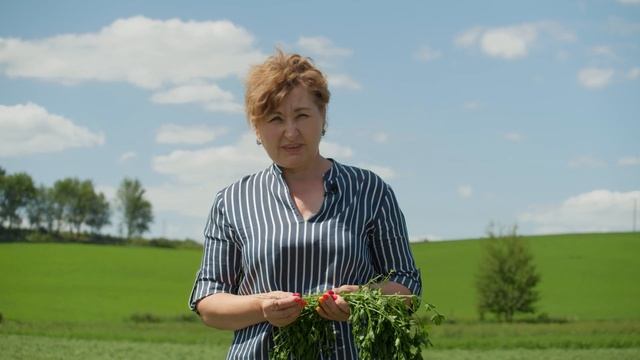 Люцерна: рекомендации по возделыванию, срокам укоса и подкормке на примере сорта РАХЕЛЬ КоссадСеман смотреть онлайн