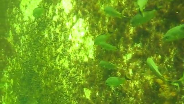 Entering the Jules Undersea Lodge смотреть онлайн