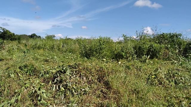 stihl fs 560 return of the giant brushcutter смотреть онлайн