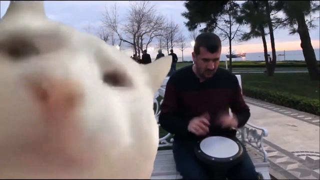 Cat Vibing To Inazuma Battle Theme OST Arc One Piece Impact смотреть онлайн
