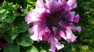 Петуния Триумф и Титан! Всем рекомендую, очень красивое цветение!