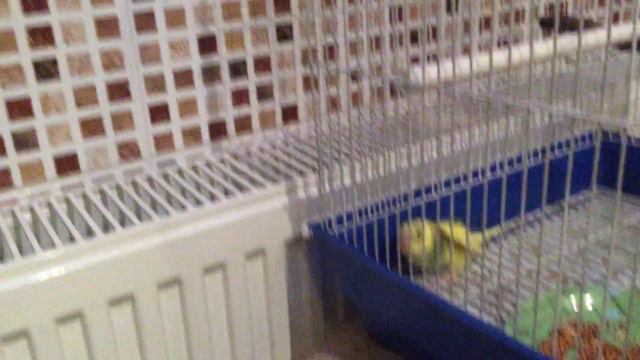 Попугай заболел смотреть онлайн