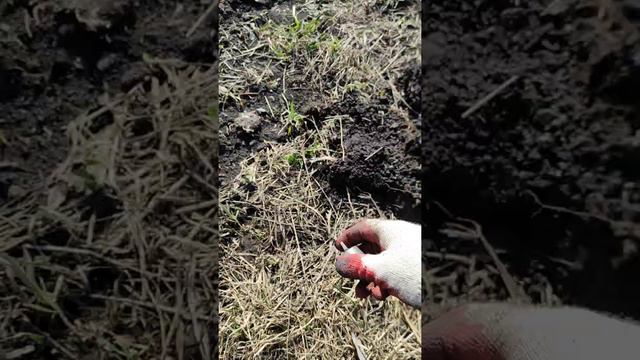 Еще не все находки найдены, весенний коп в старой деревеньке смотреть онлайн