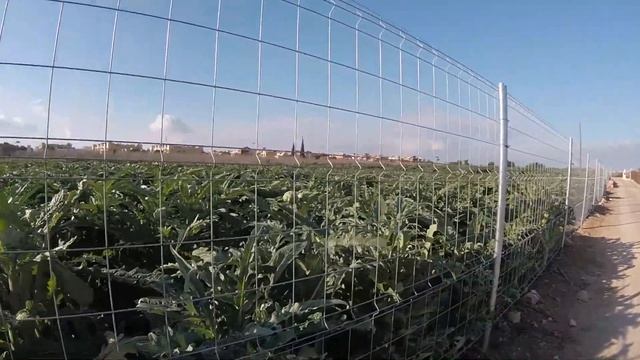 Как в Испании воруют артишоки. Торревьеха 2022. смотреть онлайн