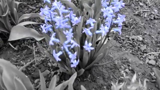 Nikon D5100 Kit Lens 18-55mm Video Test Color Select Efect.mpg