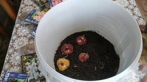 Сажаю гладиолусы, передвижная клумба.
