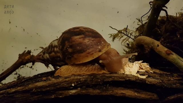 Большая и ухоженная, как у Джесс Лайф Петс. Это не настоящие улитки. Почувствуйте разницу. Дети Ало смотреть онлайн