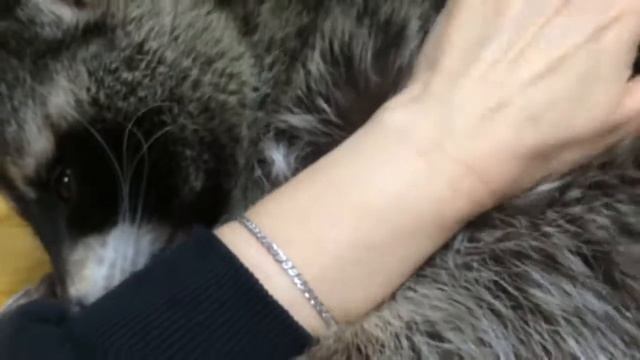 Енот выкусывает человека смотреть онлайн